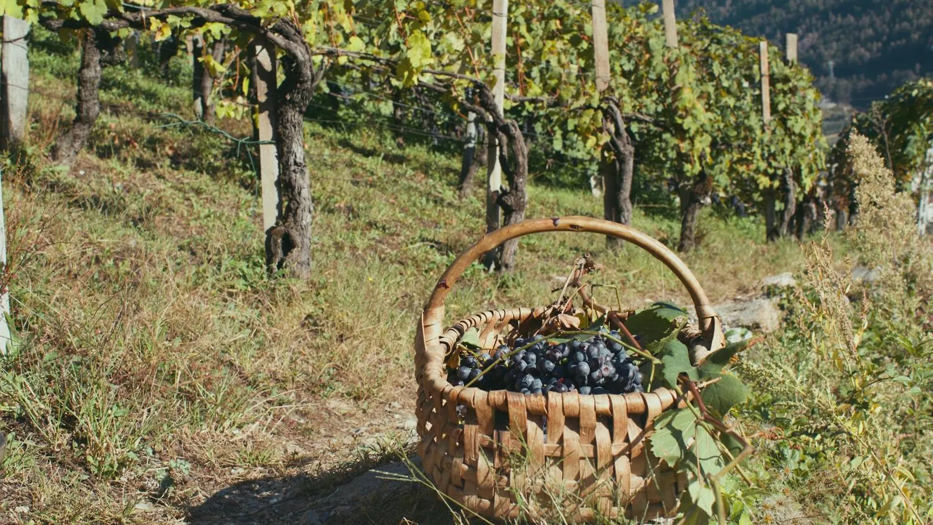 Dimora Perla Di Villa - Historical Wine Retreat Near Bernina Express Villa di Tirano 0*,